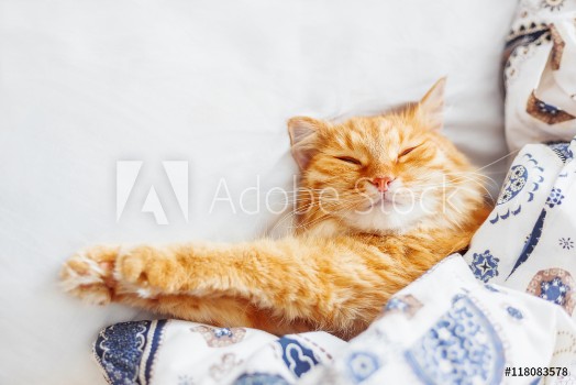 Bild på Cute ginger cat lying in bed under a blanket Fluffy pet comfortably settled to sleep Cozy home background with funny pet Flat lay Top view place for text